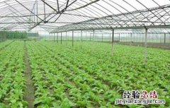 大棚蔬菜种植错误认识 大棚蔬菜种植错误认识和建议