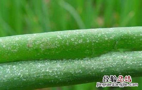 韭菜的虫害防治 葱蒜韭菜类蔬菜虫害防治技术