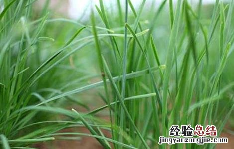 韭菜的虫害防治 葱蒜韭菜类蔬菜虫害防治技术