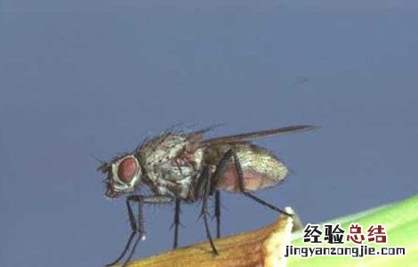 韭菜的虫害防治 葱蒜韭菜类蔬菜虫害防治技术