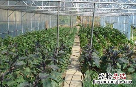 如何使温室蔬菜安全越冬的方法 如何使温室蔬菜安全越冬