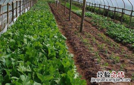 如何使温室蔬菜安全越冬的方法 如何使温室蔬菜安全越冬