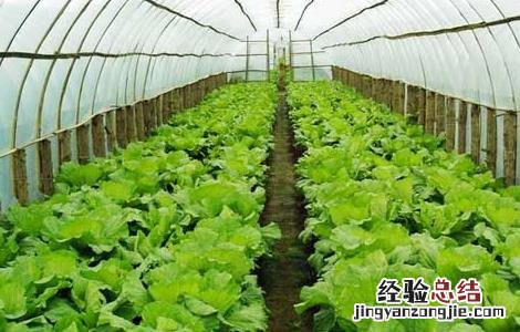 大棚蔬菜怎样施肥 教你大棚蔬菜喷肥的方法