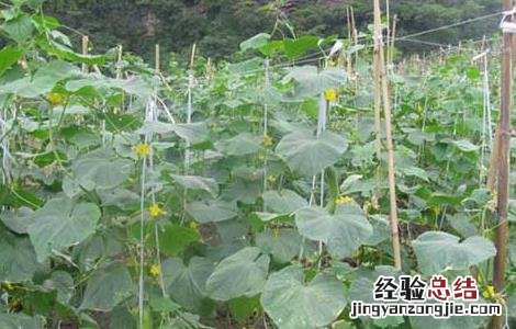 黄瓜营养元素缺失防治方法 黄瓜营养元素缺失防治