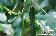 黄瓜营养元素缺失防治方法 黄瓜营养元素缺失防治