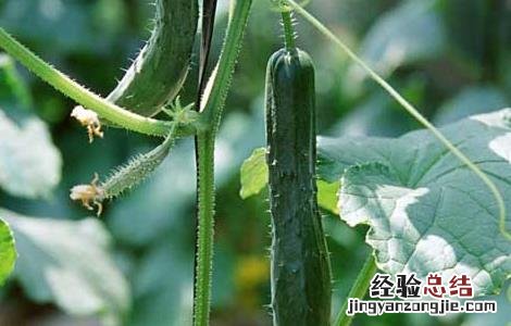 黄瓜营养元素缺失防治方法 黄瓜营养元素缺失防治