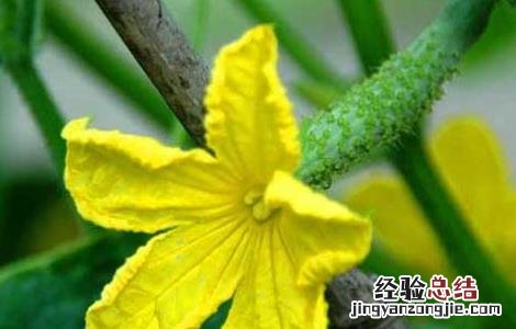 黄瓜营养元素缺失防治方法 黄瓜营养元素缺失防治