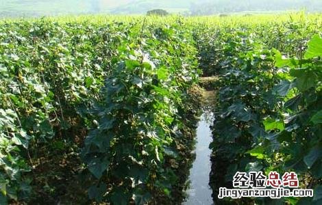 黄瓜营养元素缺失防治方法 黄瓜营养元素缺失防治