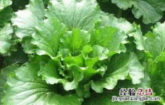 白菜软腐病的防治方法 白菜软腐病的防治方法图片