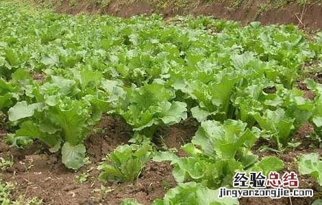大白菜软腐病防治技术 大白菜软腐病防治技术研究