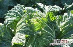 大白菜软腐病防治技术 大白菜软腐病防治技术研究