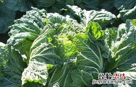 大白菜软腐病防治技术 大白菜软腐病防治技术研究