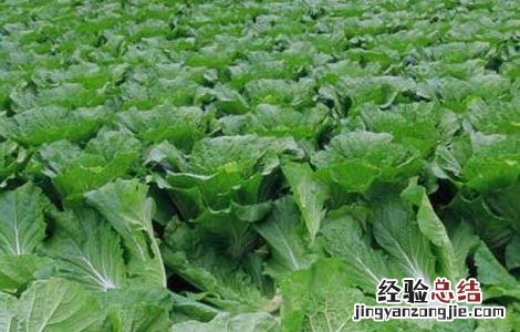 大白菜软腐病防治技术 大白菜软腐病防治技术研究