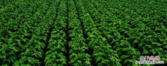 烟叶除草剂打什么除草剂 不伤烟草的除草剂