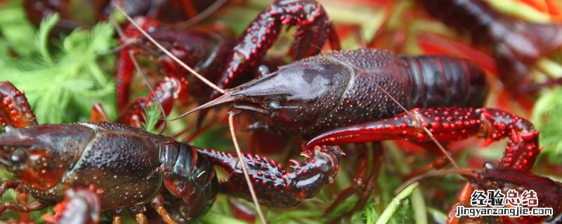 生石灰对小龙虾有害吗 石灰对小龙虾有什么好处