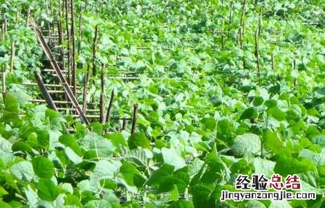 四季豆叶面施什么肥好 四季豆叶面追肥产量高