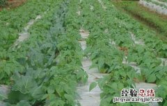 四季豆叶面施什么肥好 四季豆叶面追肥产量高