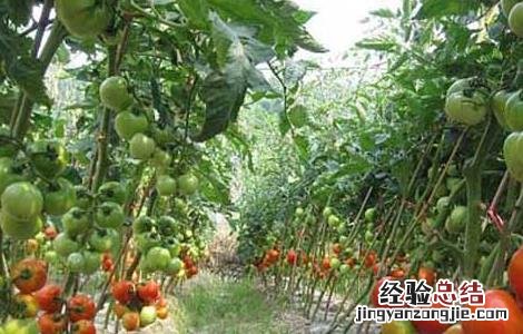 早春番茄育苗注意事项 早春番茄育苗注意事项视频