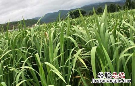 茭白高产栽培技術 茭白的种植