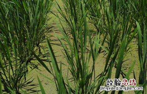 茭白高产栽培技術 茭白的种植