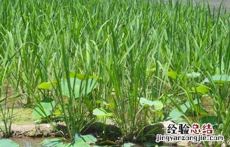 茭白高产栽培技術 茭白的种植