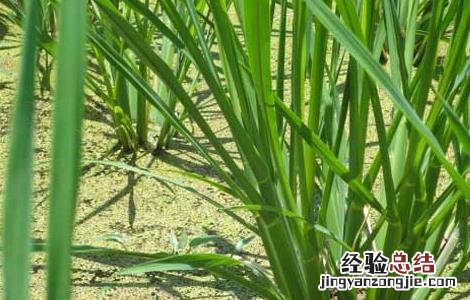 茭白高产栽培技術 茭白的种植