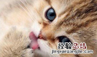 猫为什么喵喵叫狗为什么汪汪叫 猫为什么喵喵的叫