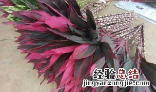 红运竹怎么水养才能活 红运竹怎么水养