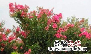 为啥院子不能栽紫薇树 紫薇好养吗