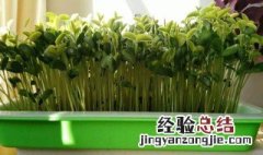 绿豆怎么发芽最快又好 绿豆怎么发芽最快