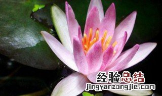 碗莲不加土能活吗 碗莲不加土能活吗图片