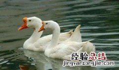 鹅的公母怎么区别 鹅的公母怎么区分?