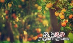 树英文怎么读音发音 树英文怎么读