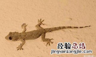 壁虎吃什么蔬菜 壁虎吃什么