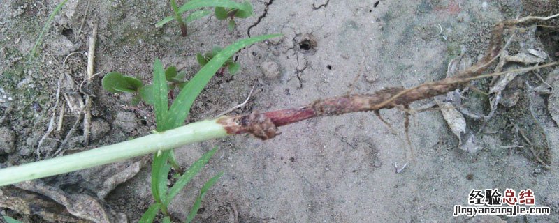 茎基腐病的防治 茎腐病防治方法