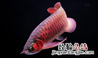 龙鱼吃虾又吐出来是为什么 金龙鱼吃虾又吐出来