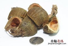 大腹皮的功效与作用及禁忌 大腹皮