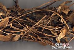天仙藤图片 天仙藤