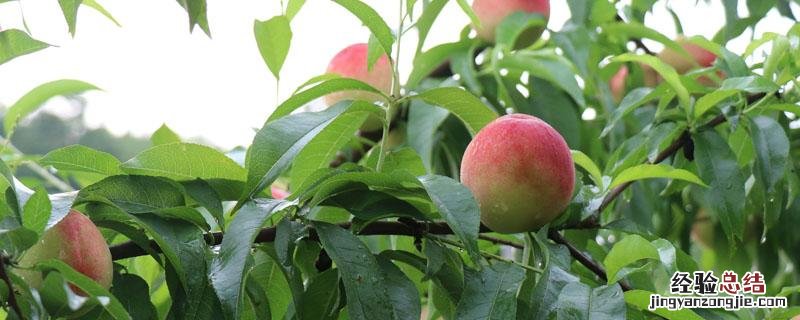 极早520红脆桃 极早520红脆桃的含糖度是多少