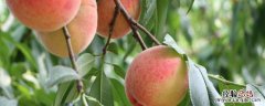 夏甜桃品种介绍 夏甜桃品种介绍视频
