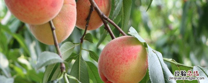 夏甜桃品种介绍 夏甜桃品种介绍视频