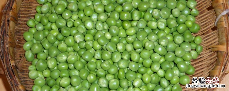 大青豆什么时候种植 大青豆子什么时候种