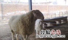 养羊的投资成本和利润 养羊利润与成本分析