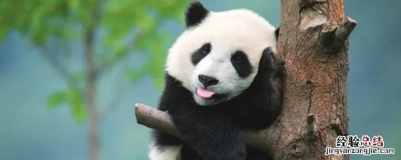 温顺可人的动物指什么肖 温顺可人的动物
