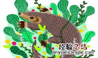 穿山甲为何带病毒呢 穿山甲为何带病毒