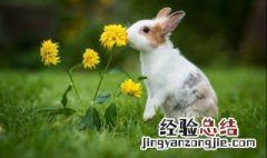 兔子肉的禁忌