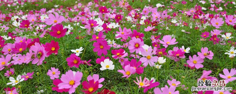 一斤波斯菊种子可以种多少地 波斯菊种子一亩地需要多少斤