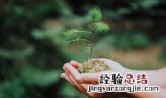 树用英语怎么读 树用英语怎么读语音