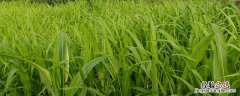 水稻害虫有哪些 水稻害虫有哪些类型