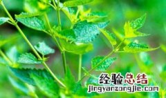 霍香的功效与作用 藿香正气水的功效与作用